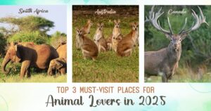 Top 3 Must-Visit Places for Animal Lovers in 2025