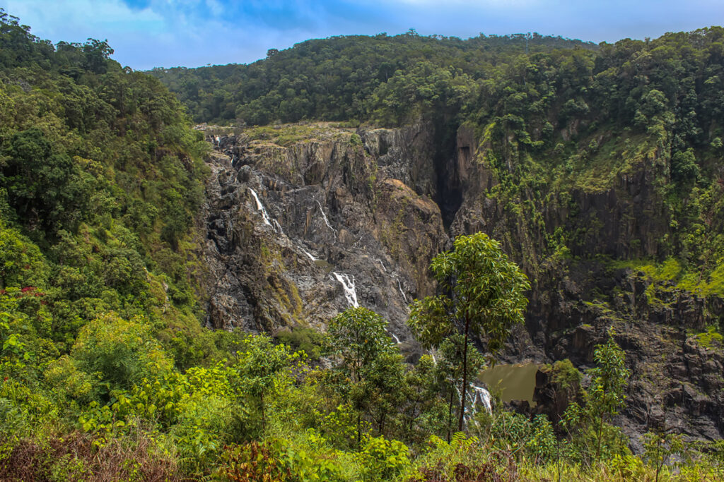 kuranda-rainfores