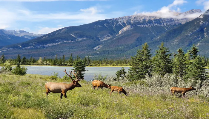 Jasper National Park in Canada with mountains, forests, and scenic viewpoints
