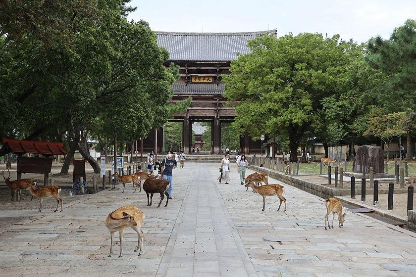 Nara – Heritage and Spiritual Sites