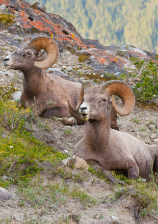Jasper National Park