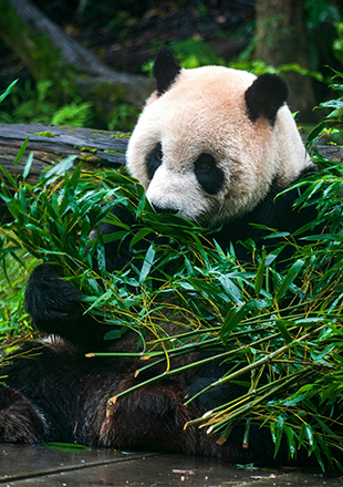Giant Panda Base