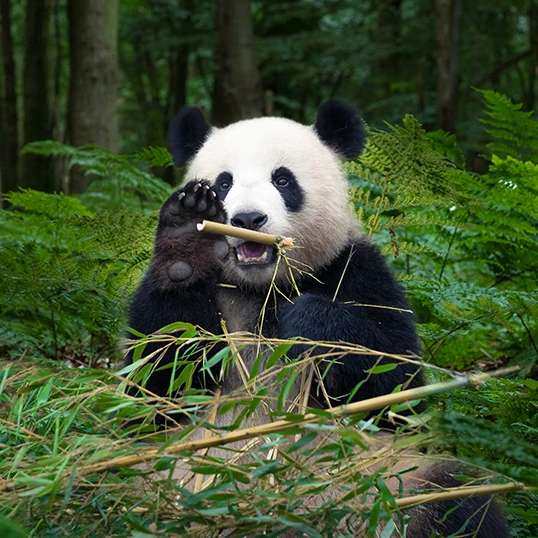 China tour packages covering top attractions and famous landmarks