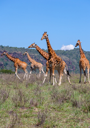 Safari World