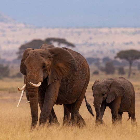 South Africa Tours