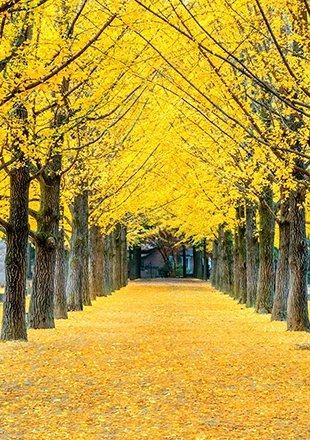 Nami Island