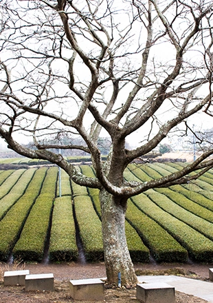Osulloc Tea Museum
